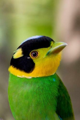 Birdside