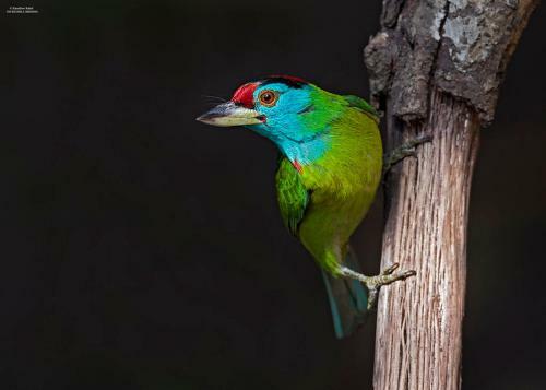 Incredible Birding Camp