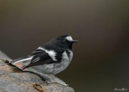 Incredible Birding Camp