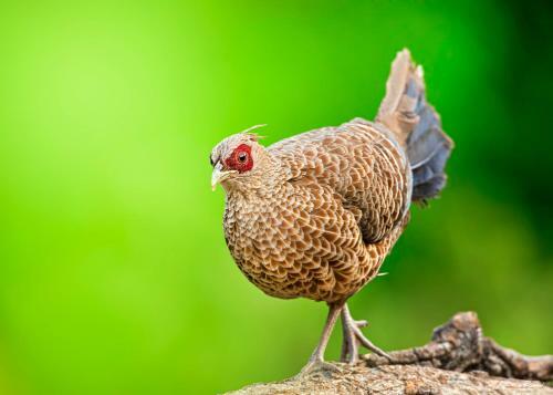 Incredible Birding Camp