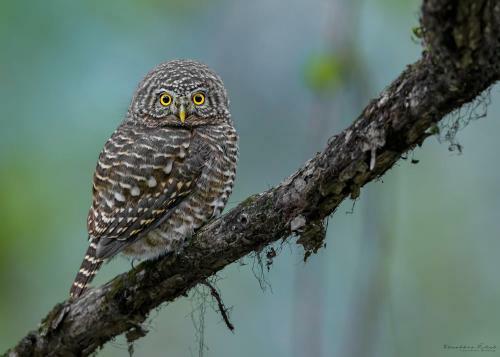 Incredible Birding Camp