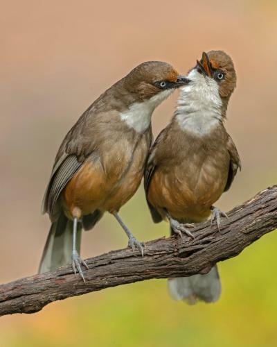 Incredible Birding Camp