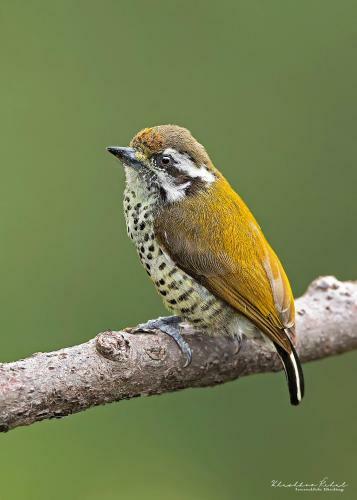 Incredible Birding Camp