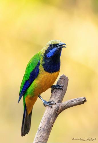 Incredible Birding Camp