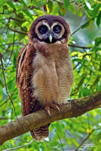 Incredible Birding Camp