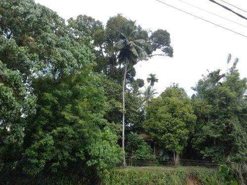 Bed & Breakfast Asiri Homestay