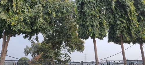 Cheema House 96