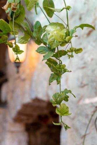 Hostal Galilee Sunset Tzimmers