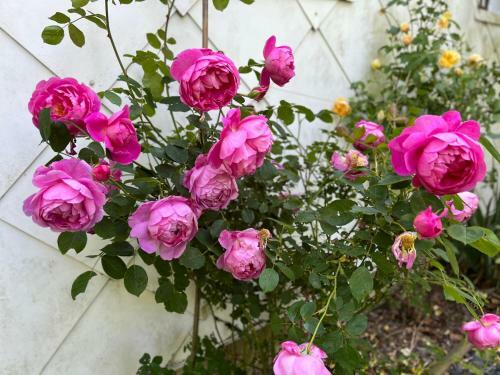 Hostal Maison D'h�tes Le Charme Du Champs Claire