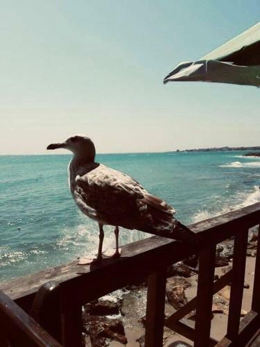Apartamento Panorama Nessebar