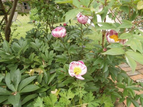 Bed & Breakfast Aux Pommiers De Livaye