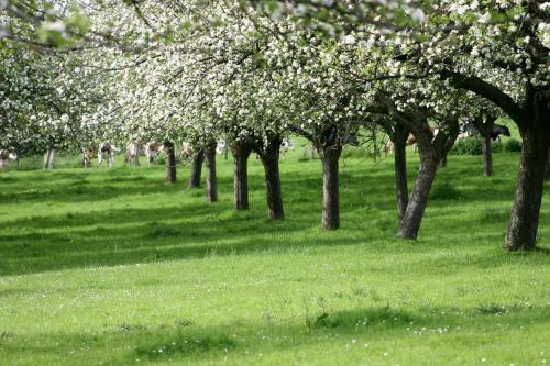 Bed & Breakfast Aux Pommiers De Livaye