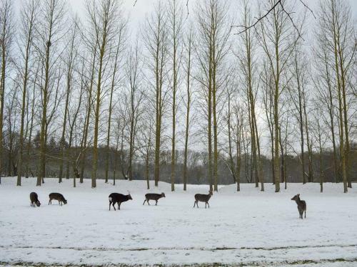 Deer Cottage 2 Uk39332