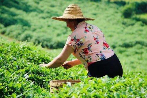 Bed & Breakfast Plantacia