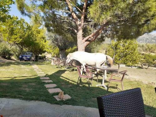 House In 10 Acres Of Grass With Horses
