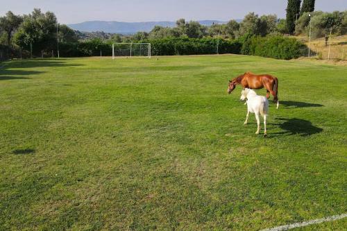 House In 10 Acres Of Grass With Horses