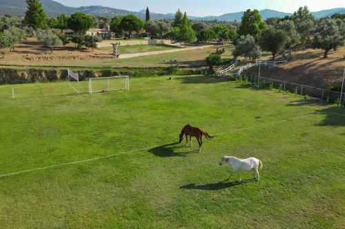 House In 10 Acres Of Grass With Horses