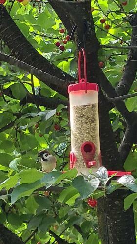 Apartamentos Happy Sparrow
