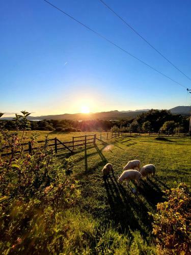 Oaklane Glamping Cabins