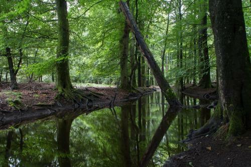 Posada Herberg De Zwaan Elspeet