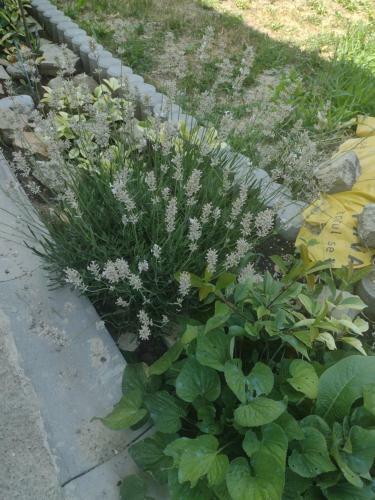 Villa Stone House Next To Cluj-napoca