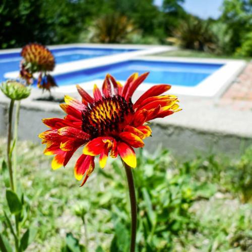 Llanten Dorado Caba�as