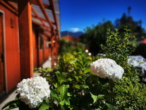 Apartamento Caba�as & Hospedaje Choshuenco