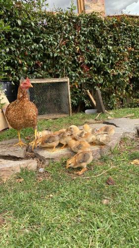 Bed & Breakfast Caba�a Piedra&cielo