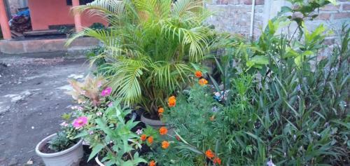 Albergue Homestay Mukti