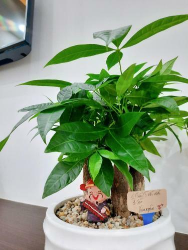 Apartamento C?n H? Cho Thu� 2 Ph�ng View Bi?n ? T?i M??ng Thanh Kh�nh H�a