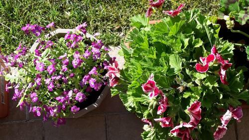 Apartamento Residenza Orchidee