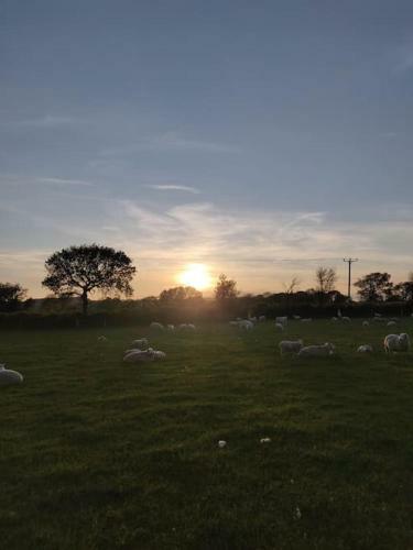 Shepherds Hut Surrounded By Fields And The Jurassic Coast