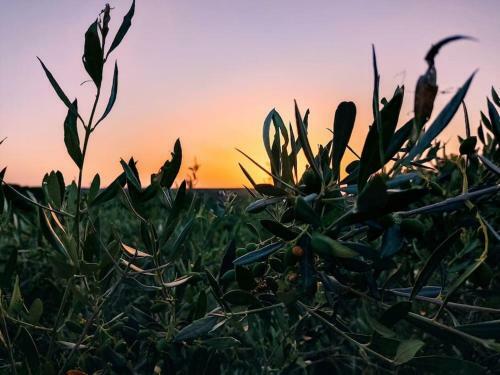 Olive Land - ?? ??? ????? / Stone Villa.