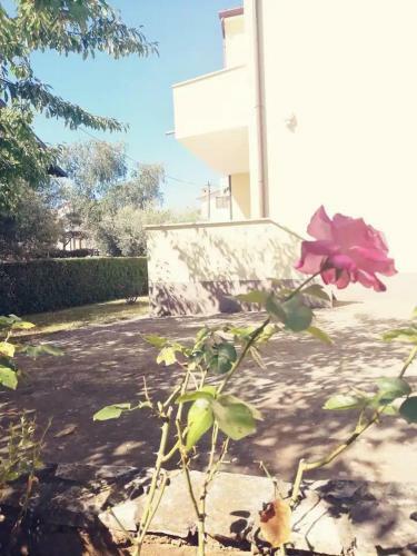 Apartman Novigrad Istra