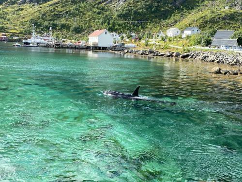Reinehuset-amazing Place In Reine