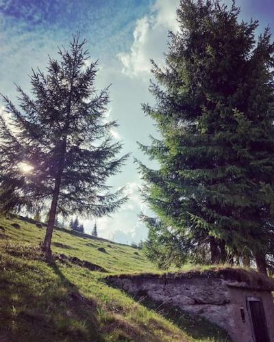 Popa's La Bunica