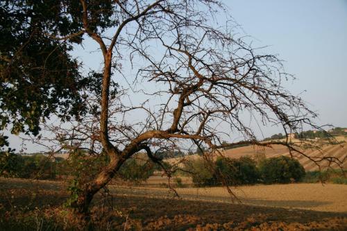 Agroturismo Il Campetto Country House
