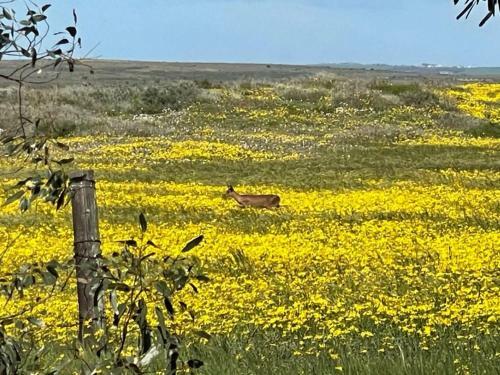 Duykereiland Gasteplaas