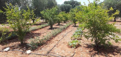 Apartamento Il Trullo Di Colacurto