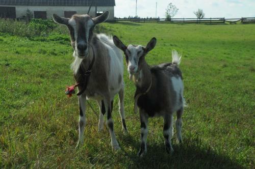Agroturismo Dzikowisko