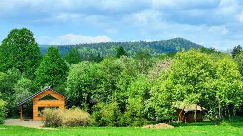 Forrest Glamp