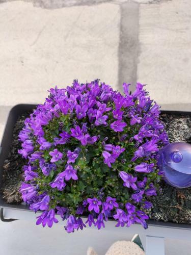 The Violet House