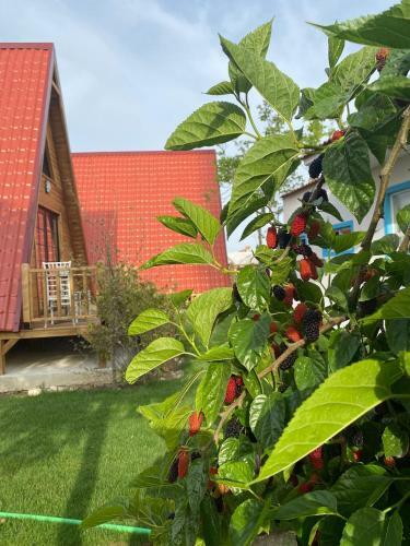 Hotel Noel Bungalov & Cafe