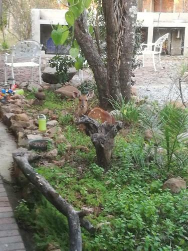 Apartamento Oasis In The Wild @marloth