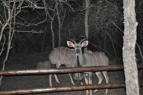 Villa Starling Manor - Marloth Park