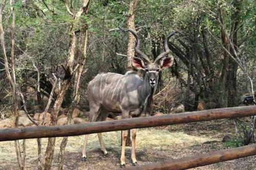Villa Starling Manor - Marloth Park