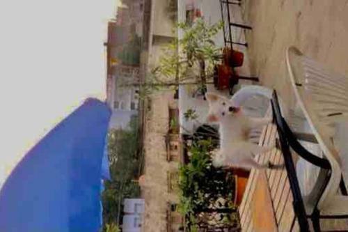 Hostal Sonika?s Nest