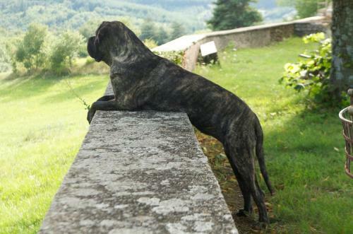 Bed & Breakfast Chateau Du Besset
