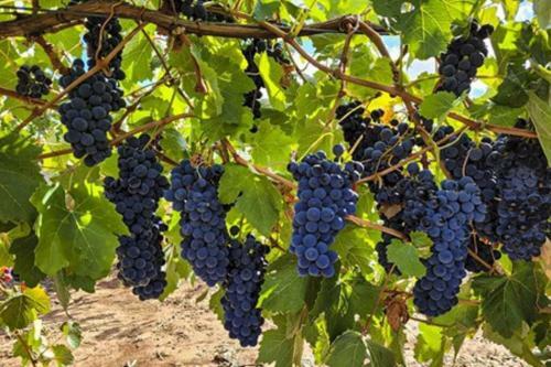 Casale Barossa Valley - Bed & Breakfast