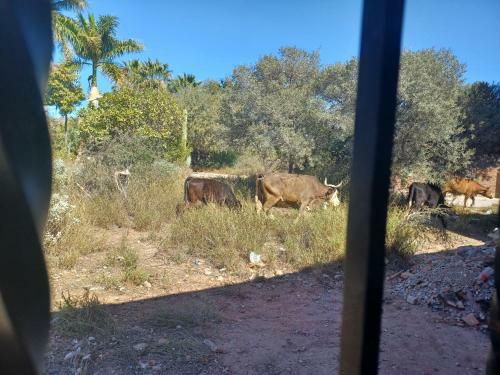 Apartamento Hacienda Gallardos 104-3